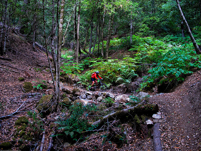 Paradise Royale Trail